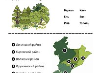  Свыше 2,6 тысячи деревьев и 12,2 тысячи кустарников высадили на территории Саратова в этом году.