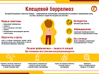 5 вопросов о клещевом боррелиозе