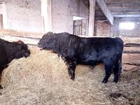 Животновод Александр Викторович Капранов: труд, забота и любовь к животноводству