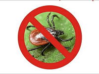 В Саратовской области становятся активными клещи – самое время вспомнить правила безопасности